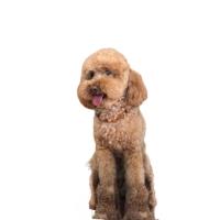 Pet Miyav® Kedi ve Köpek Boyun Tasması Ambertwins Açık Kahverengi