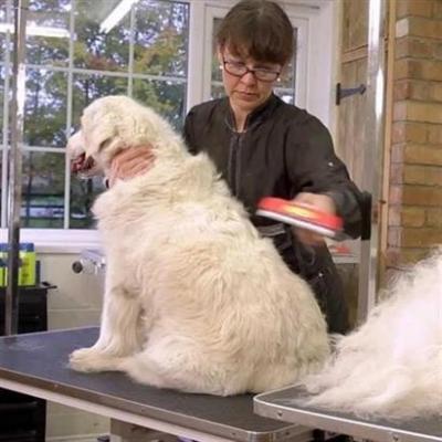 Pet Miyav® 23 Kg Üzeri Uzun Tüylü Köpekler İçin Tüy Toplayıcı Ergonomik Tarak