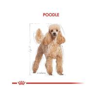 Royal Canin 3Kg Poodle Adult Yetişkin Köpek Maması