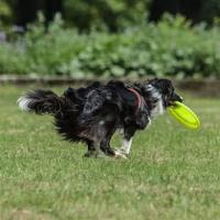Pet Miyav® Hem Eğitici Ve Hem Eğlenceli Yuvarlak Hafif Ağırlıklı Köpek Frizbi Oyuncağı