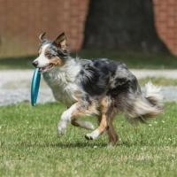 Pet Miyav® Hem Eğitici Ve Hem Eğlenceli Yuvarlak Hafif Ağırlıklı Köpek Frizbi Oyuncağı