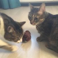 Pet Miyav® Kurmalı Kedi Eğitim Oyuncağı Tüylü Peluş Fare Yakalama İnteraktif Sevimli Eğlenceli Oyuncak