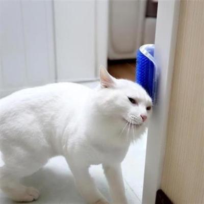 Pet Miyav® Pratik Kedi Tüyü Kaşıma Ve Tarama Aparatı Duvara Monte Kaşıma Aleti