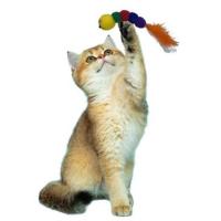 Pet Miyav® Yumuşacık İpli Tırtıl Şeklinde Rengarenk Sevimli Evcil Hayvan Oyuncağı